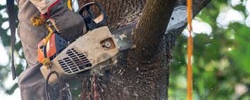 How Our Tree Care Process Works  in  Wyboo, SC