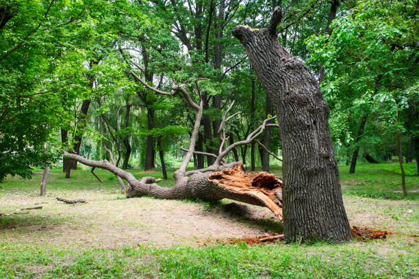 Best Pest Control for Lawns  in Wyboo, SC