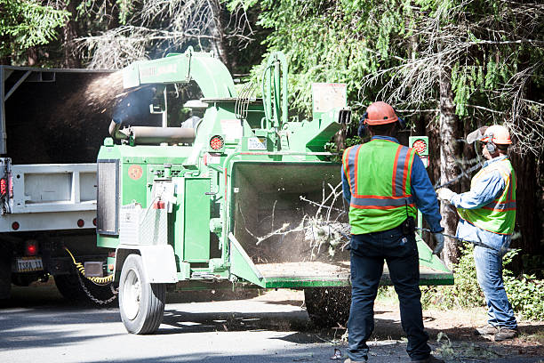 Best Firewood Processing and Delivery  in Wyboo, SC
