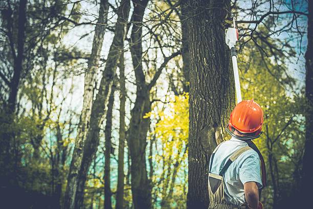 Best Tree Mulching  in Wyboo, SC